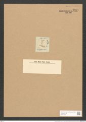 Cocconeis rhombea Ehr. (de-Toni-Nr.: Genus 40, Species 1849) Zeichnungen Sammlung Grunow Nr. 3664 (NHMW-BOT-W0371278)